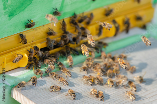Flugloch von Honigbienen