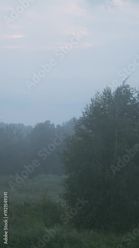 Wallpaper Mural Summer green forest in cloudy foggy weather in the morning Torontodigital.ca