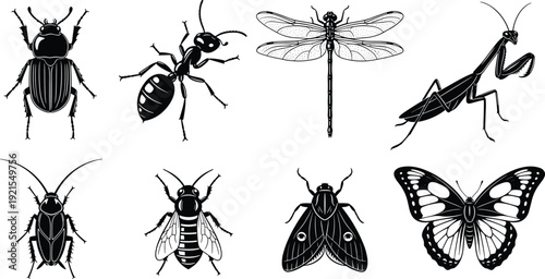 Insect silhouette illustration set featuring beetle ant dragonfly mantis cockroach bee moth and butterfly, detailed black vector icons isolated on white