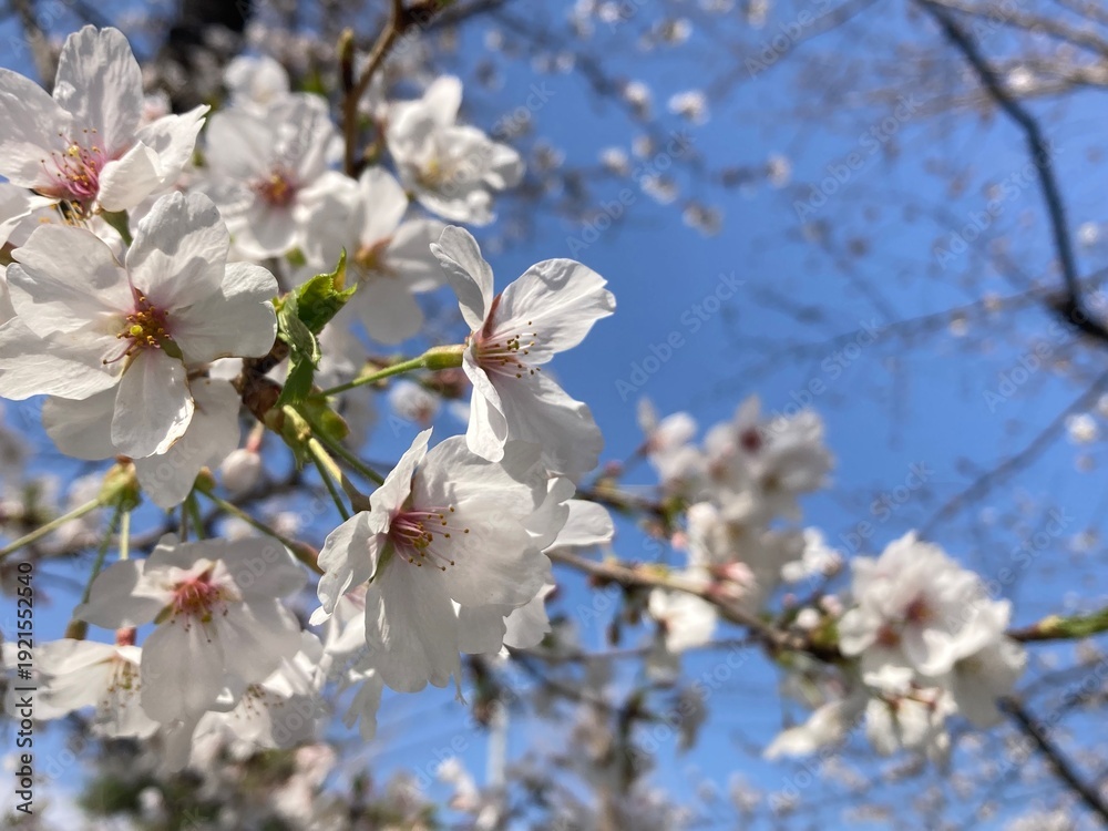 Obraz premium 青空と桜 Petals in the wind