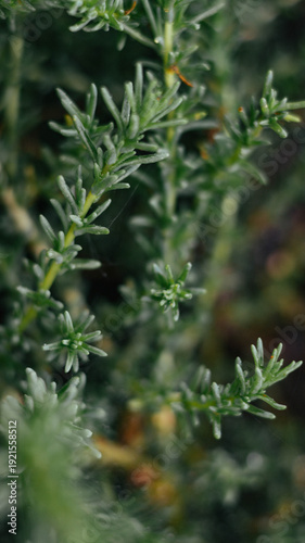 A green twig of a plant in a field with wildflowers