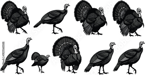Collection of turkey bird silhouettes in different poses isolated on white background wildlife illustration set for farming, nature, thanksgiving, and animal design concepts