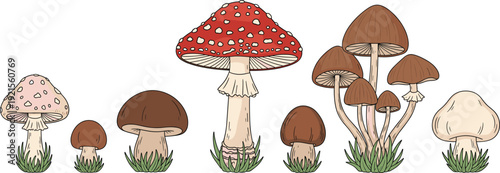 Hand Drawn Forest Mushroom Vector Set with Toadstool and Wild Fungi Collection, Autumn Nature Botanical Illustration for Rustic Design