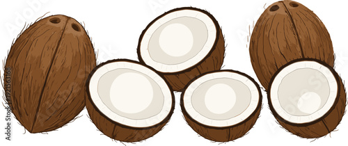 Realistic Coconut Fruit Vector Illustration with Whole and Cut Halves, Brown Hairy Shell and Fresh White Flesh Tropical Food Collection Isolated