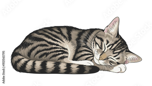Detailed illustration of a grey tabby cat sleeping comfortably curled up with its paws tucked in on a white background.