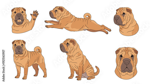 Collection of Shar Pei dog poses and head portraits showing the unique wrinkled skin in a clean colorful vector illustration.