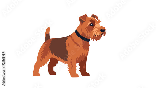 Welsh Terrier dog standing attentively in a detailed colorful vector illustration for dog show and breed enthusiasts.