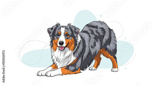 Playful Australian Shepherd dog in a classic play bow position depicted in a detailed colorful vector character illustration.