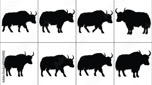 Yak animal silhouettes collection isolated on white background, Himalayan cattle species, farm livestock standing and walking poses, black illustration set.
