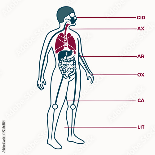 Human body anatomy with labeled internal organs and skeletal system