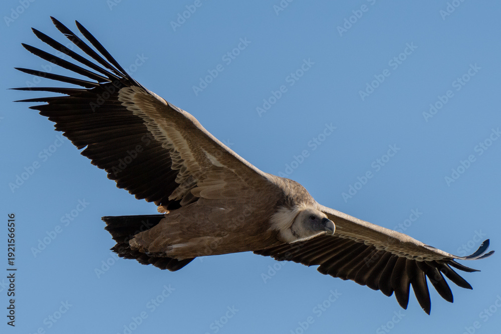 Fototapeta premium Close-up griffon vulture in flight at Monfragüe National Park
