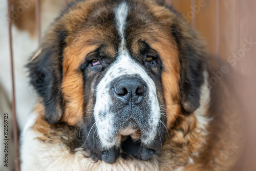 Bild auf Leinwand Close up portrait of Saint Bernard dog in kennel