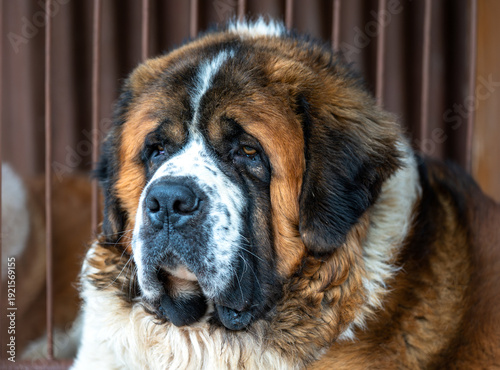 Bild auf Leinwand Close up portrait of Saint Bernard dog in kennel