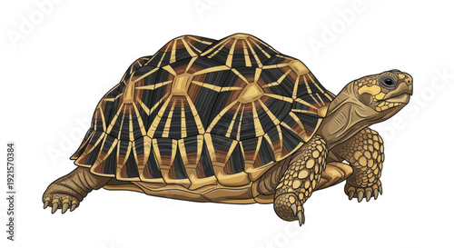 vector of a turtle isolated on white