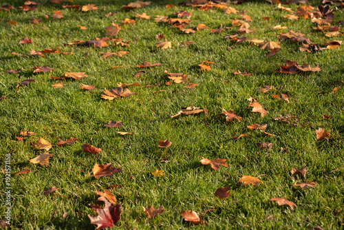 Fotografie Sunlight highlights fallen leaves covering autumn park grass carpet