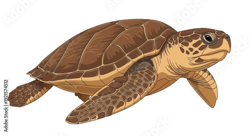 vector of a turtle isolated on white