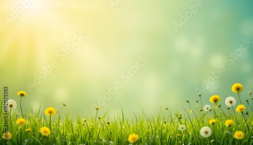 dandelion flowers green grass field spring meadow sun rays background