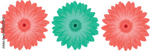 Three colorful glowing gerbera daisies on white background in pink and green hues