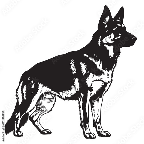 Majestic german shepherd dog portrait in vintage woodcut style with bold black brushwork