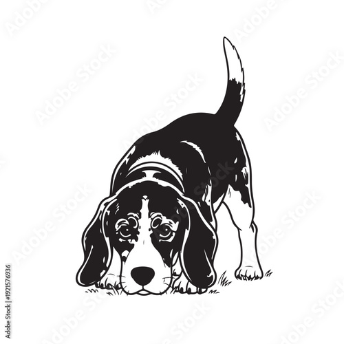 Curious beagle sniffing the ground with its tail raised in black and white