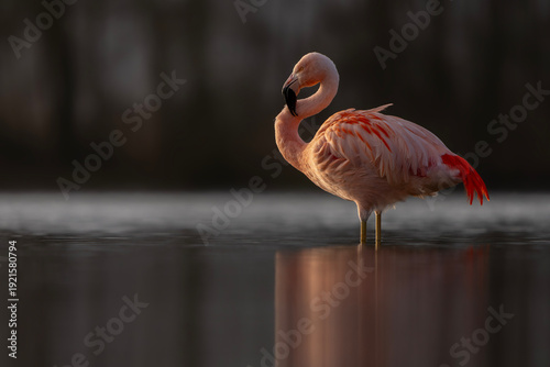 Chilean flamingo (Phoenicopterus chilenis) Standing in Calm Water with Reflection at Sunset.