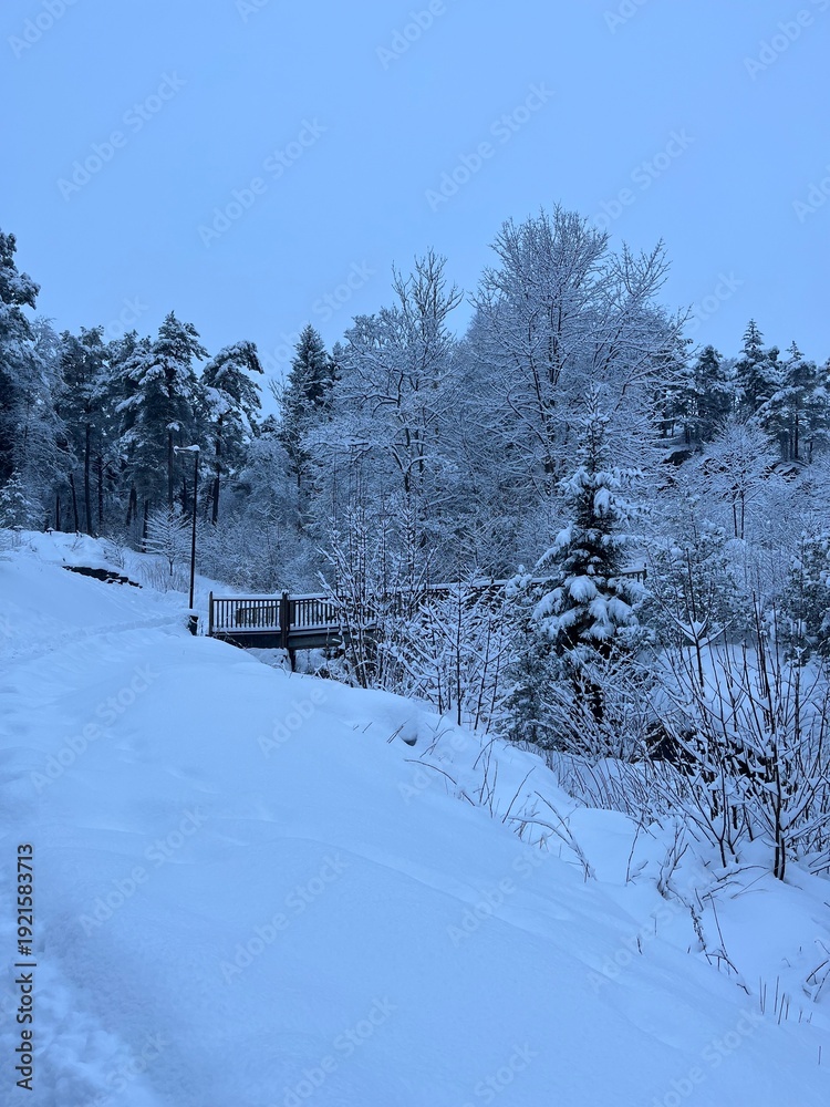 Obraz premium Snowy forest path in winter