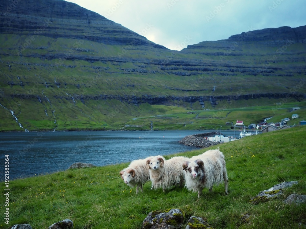 Obraz premium Green nordic landscapes of the Faroe Islands. Cute white sheeps grazing in the green meadow among fjords with waterfalls in the Arnafjordur village, Bordoy island.