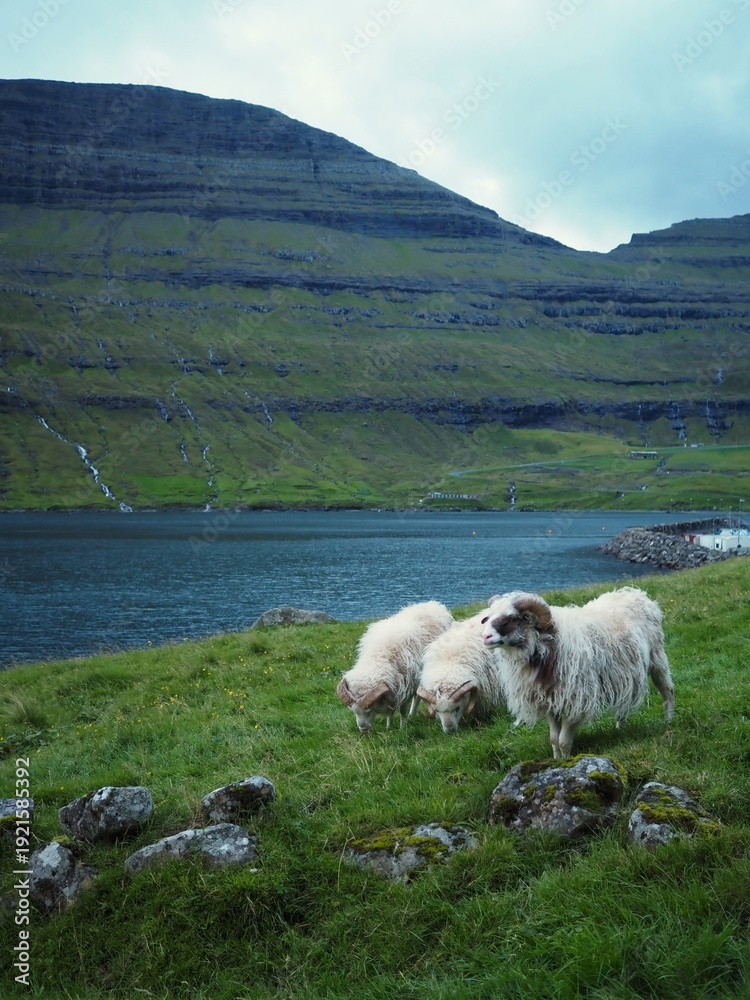 Obraz premium Green nordic landscapes of the Faroe Islands. Cute white sheeps grazing in the green meadow among fjords with waterfalls in the Arnafjordur village, Bordoy island.