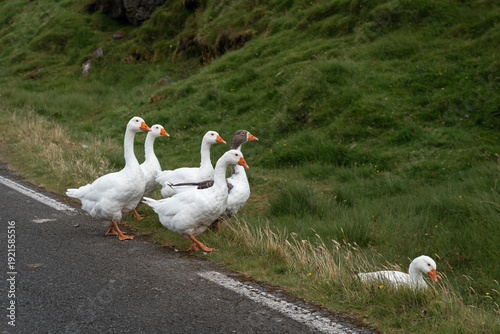 Group of Faroese geese walking by road