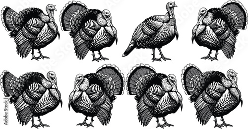 Black and white turkey animal vector illustrations isolated on transparent background