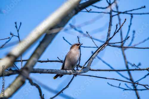 Bombycilla garrulus bird