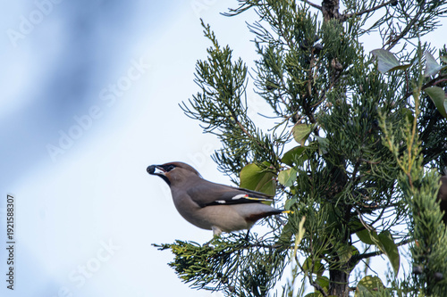 Bombycilla garrulus bird