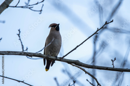 Bombycilla garrulus bird