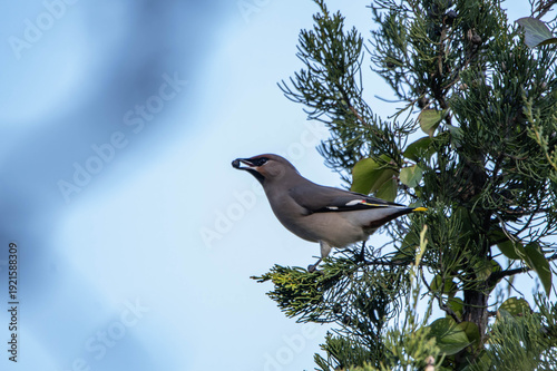 Bombycilla garrulus bird