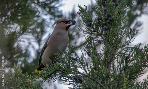 Bombycilla garrulus bird