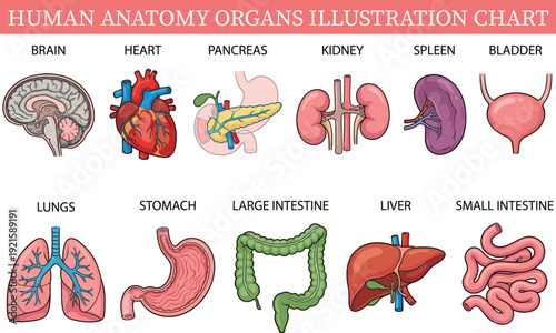 Human anatomy organs illustration chart, medical body systems diagram, detailed healthcare educational vector set, labeled internal organs collection isolated on white background