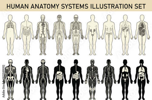 Human anatomy systems illustration set, detailed male body diagrams showing skeletal, muscular, nervous, digestive, respiratory, circulatory, and urinary systems, medical educational vector collection