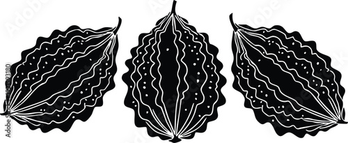 Bitter Melon Hand-Drawn Vector Illustration - Organic Bitter Gourd Botanical Silhouette