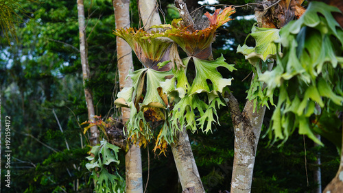 Platycerium bifurcatum (Cav.) C. Chr. on a green tree.