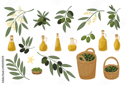Olive collection set with bottles, branches and basket. Complete Mediterranean food illustration bundle for branding and packaging.