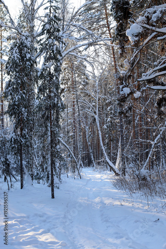 Wallpaper Mural Winter mixed forest covered in snow. Nature of the Southern Urals. Torontodigital.ca