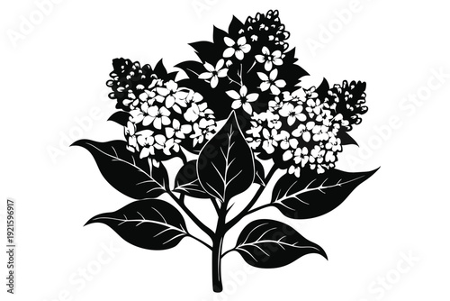 lilac silhouette line art vector illustration