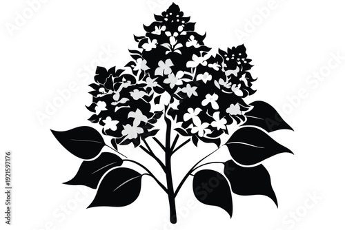 lilac silhouette line art vector illustration