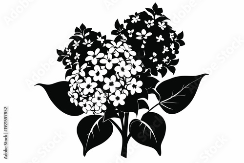 lilac silhouette line art vector illustration