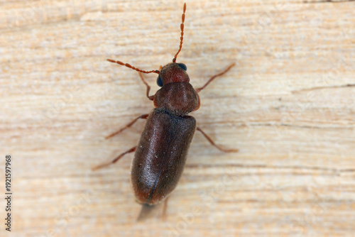 Fotografia Ernobius mollis, also known as the pine bark anobiid, pine knot borer, bark borer, or waney edge borer is a species of beetle in the family Ptinidae, deathwatch beetles