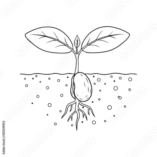 Bean seed germination and plant growth cycle diagram showing roots and leaves line art illustration
