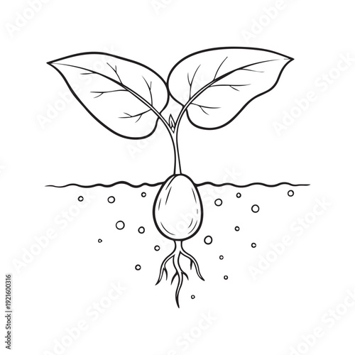 Bean seed germination and plant growth cycle diagram showing roots and leaves line art illustration
