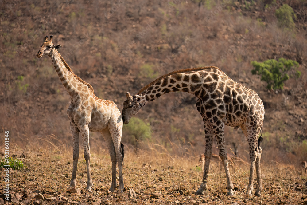 Obraz premium Giraffe ( Giraffa camelopardalis)Pilanesberg Nature Reserve, South Africa