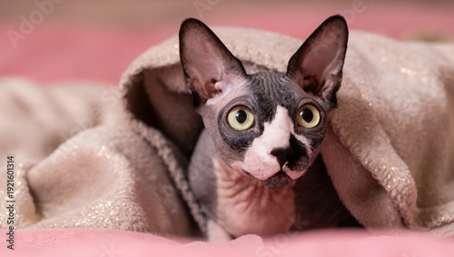 Schilderij op canvas The Sphynx is one of several hairless cat breeds
