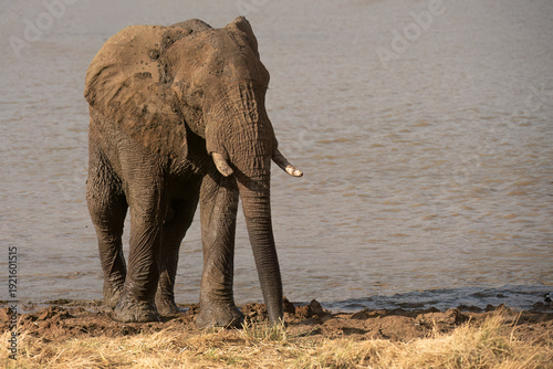 African Elephant ( Loxodonta Africana ) Pilanesberg Nature Reserve, South Africa
